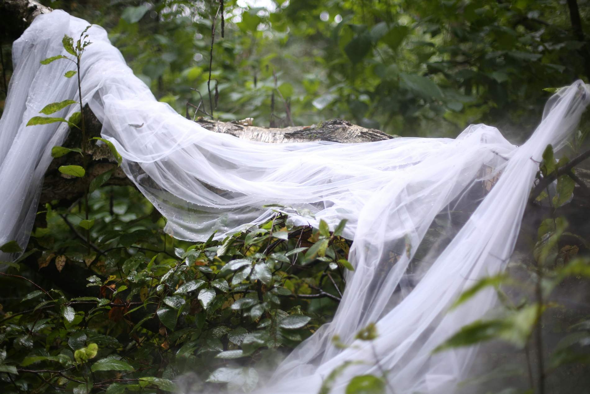 Heiraten im Schwarzwald: Deine Traumhochzeit in Mitten einer märchenhaften Landschaft